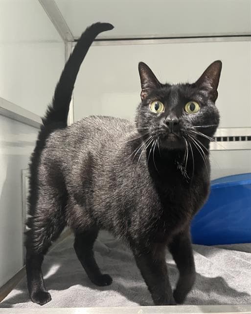 Hunter - Domestic Short Hair