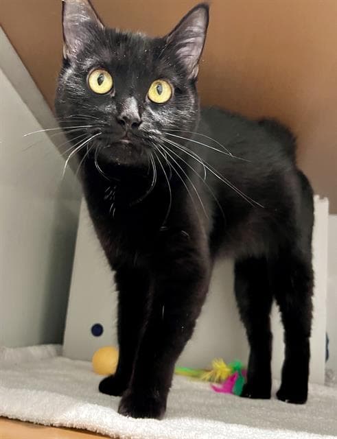Olivia - Domestic Medium Hair