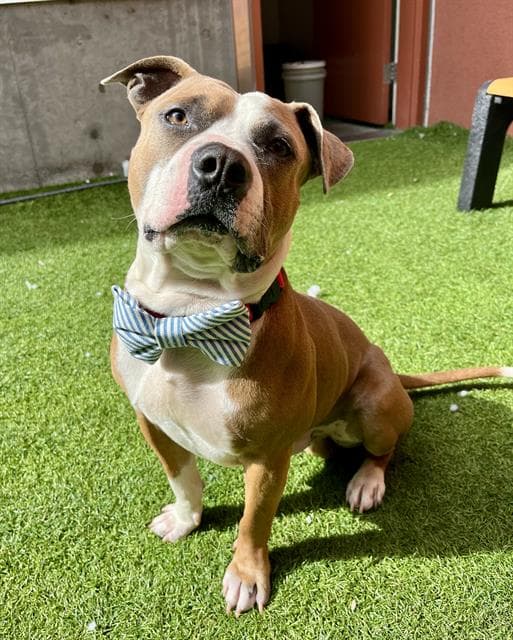 Oscar - Pit Bull Terrier