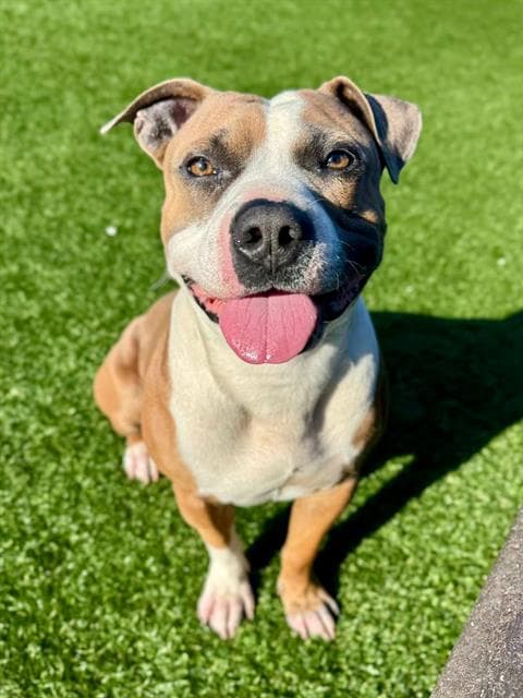 Oscar - Pit Bull Terrier