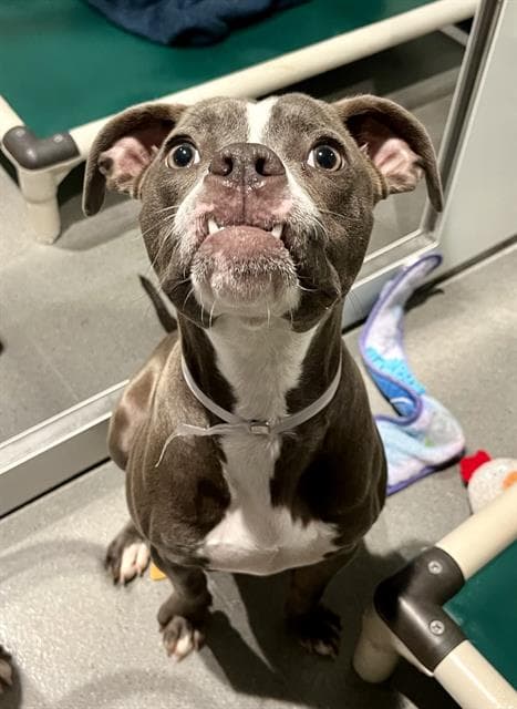 Trixie - Pit Bull Terrier