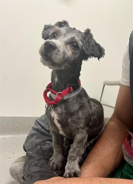 Hale Bopp - Poodle (Miniature)