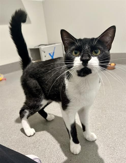 Cookie - Domestic Short Hair