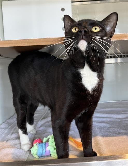 Piko - Domestic Short Hair