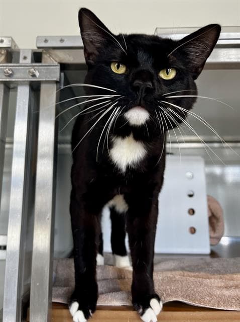 Piko - Domestic Short Hair