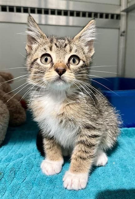 Scotty - Domestic Medium Hair