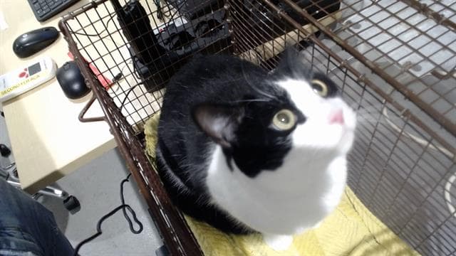 Sasha - Domestic Short Hair