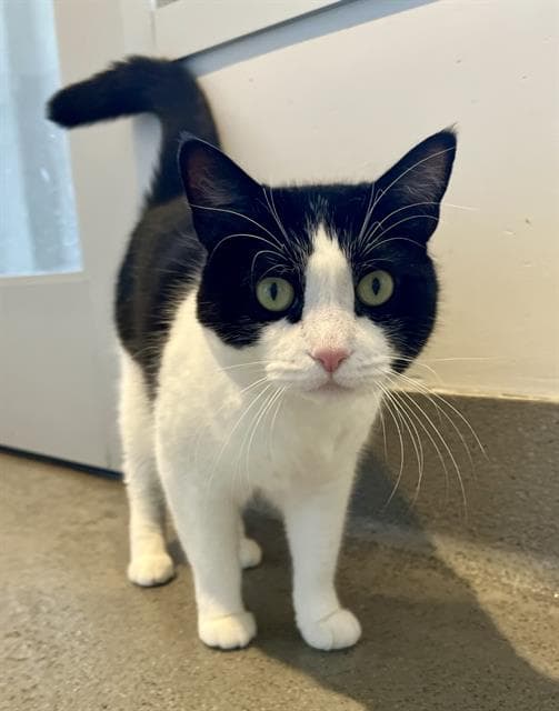 Sasha - Domestic Short Hair