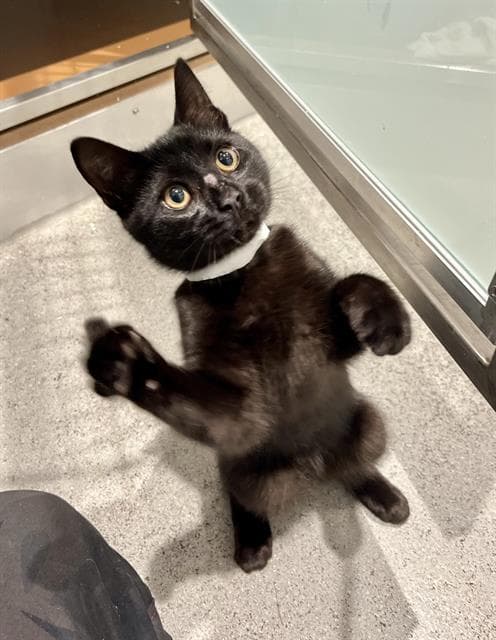Mike - Domestic Short Hair