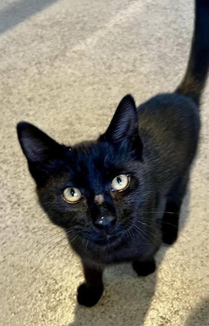 Mike - Domestic Short Hair