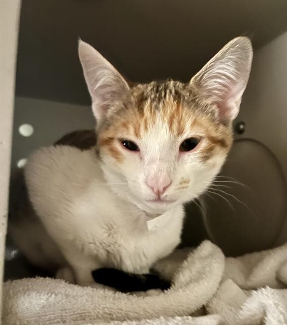 Suzanne - Domestic Short Hair