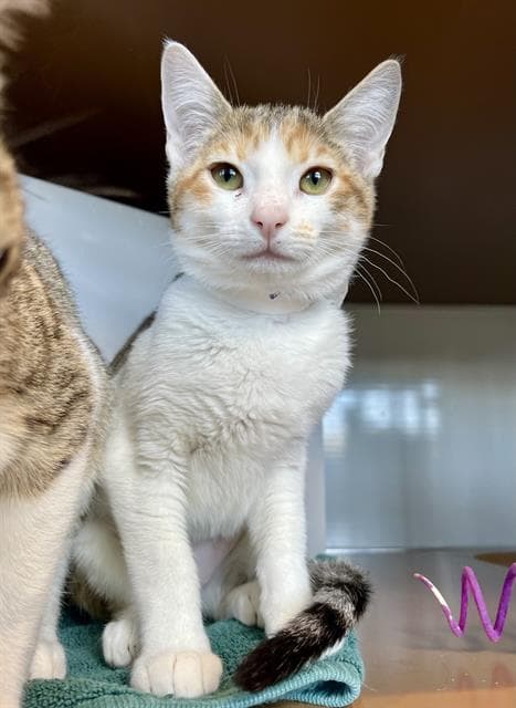Suzanne - Domestic Short Hair