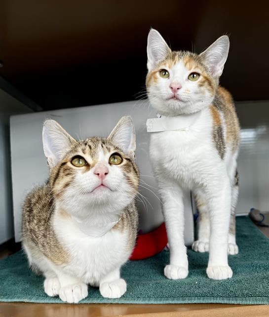 Suzanne - Domestic Short Hair