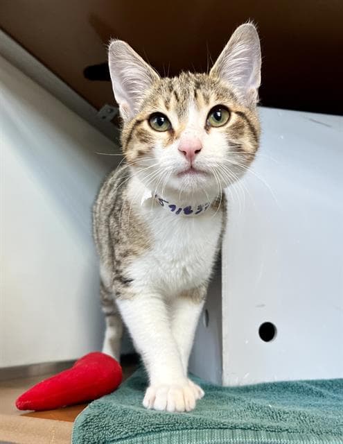 Colin - Domestic Short Hair