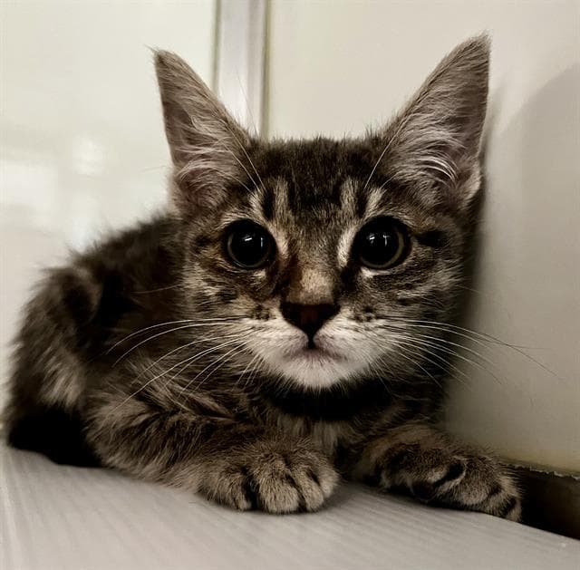 Stella - Domestic Short Hair