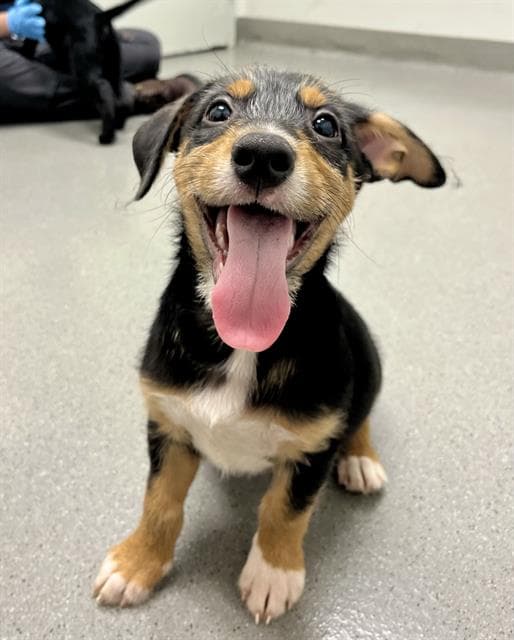 Zepplin - Australian Shepherd