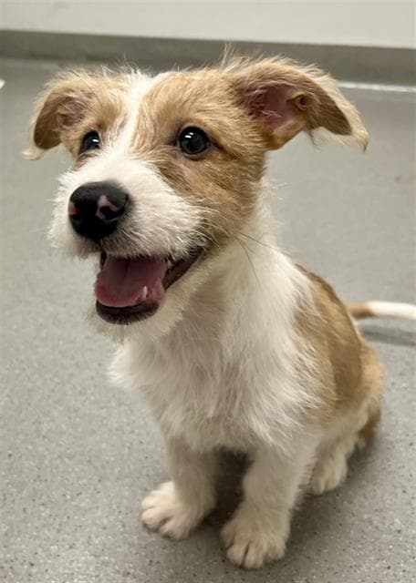 Lenny - Australian Shepherd