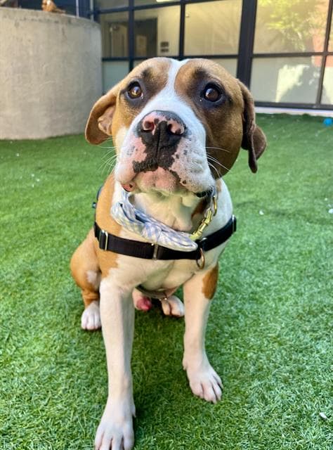 Checkers - Pit Bull Terrier