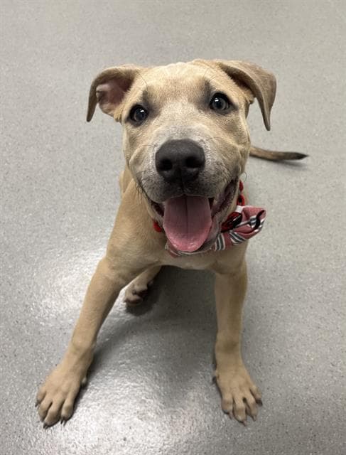 Little Bear - Pit Bull Terrier