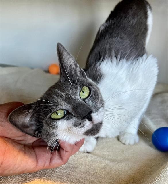 Louisa - Domestic Short Hair