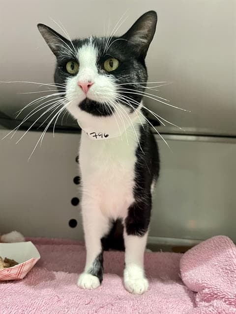 Mimi - Domestic Short Hair