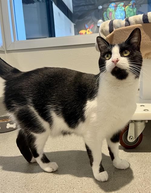 Mimi - Domestic Short Hair