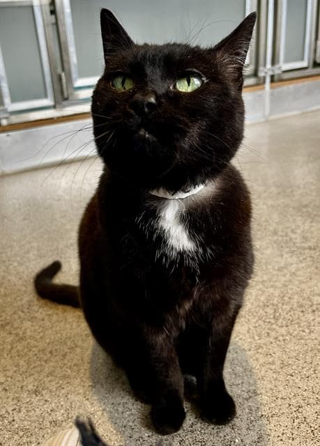 Emma - Domestic Short Hair