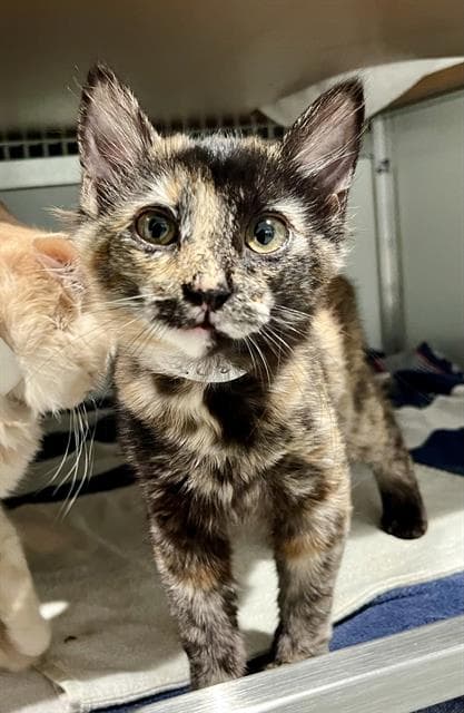Thelma - Domestic Medium Hair