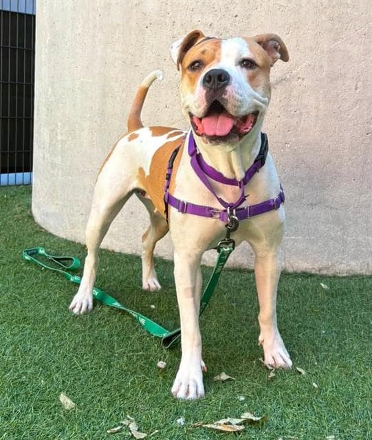 Reina - Pit Bull Terrier