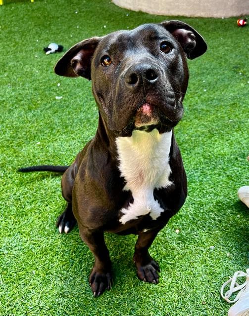 Ramona - Pit Bull Terrier