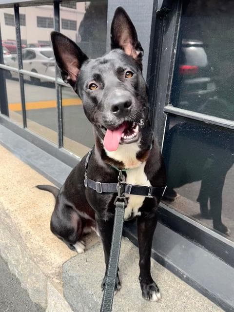 Tommy - German Shepherd Dog