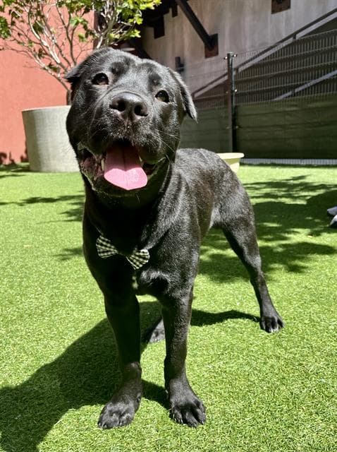 Zamboni - Cane Corso Mastiff