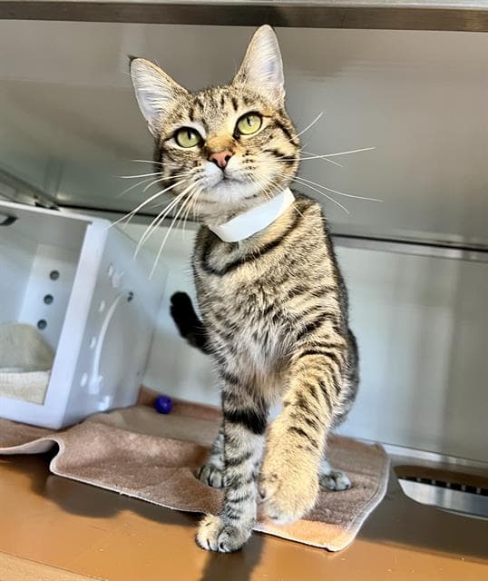 Stella - Domestic Short Hair