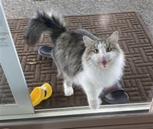 Maize - Domestic Medium Hair