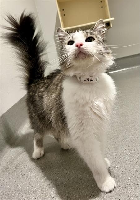 Maize - Domestic Medium Hair