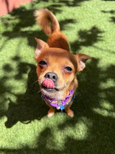 Toboggan - Chihuahua