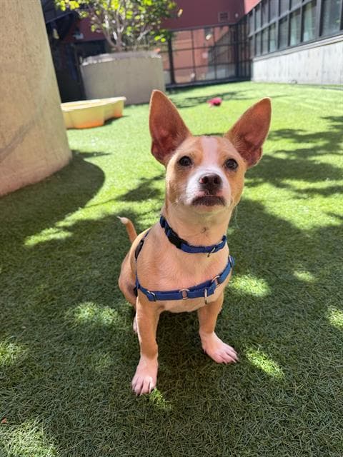 Pacman - Chihuahua