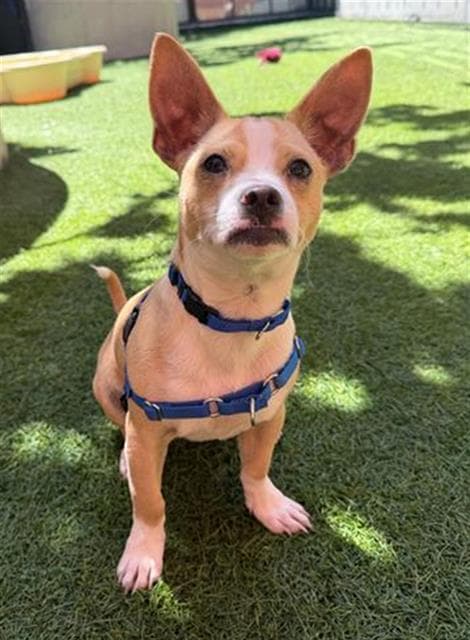 Pacman - Chihuahua
