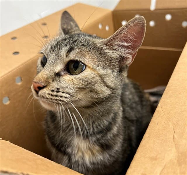 Miranda - Domestic Short Hair