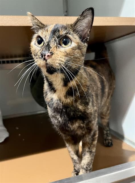 Kaylee - Domestic Short Hair