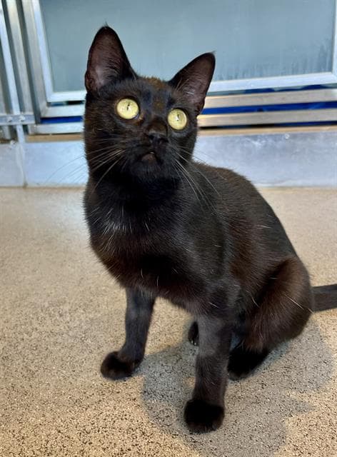 Milena - Domestic Short Hair
