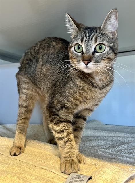 Zipper - Domestic Short Hair