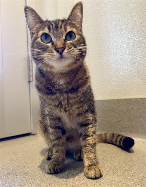 Zipper - Domestic Short Hair