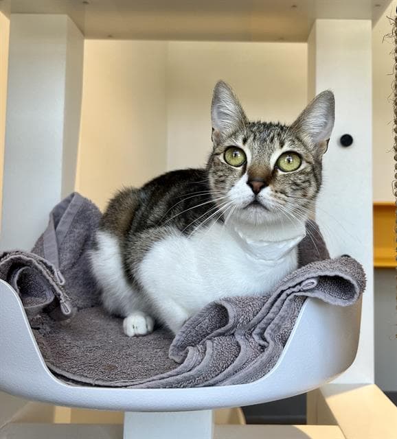 Jayma - Domestic Short Hair