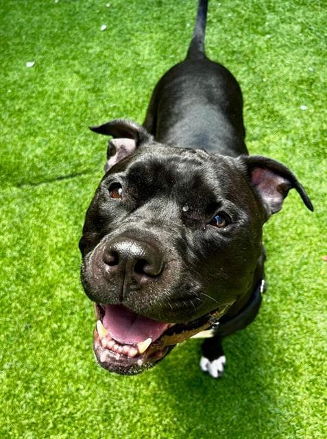 Denim - Pit Bull Terrier