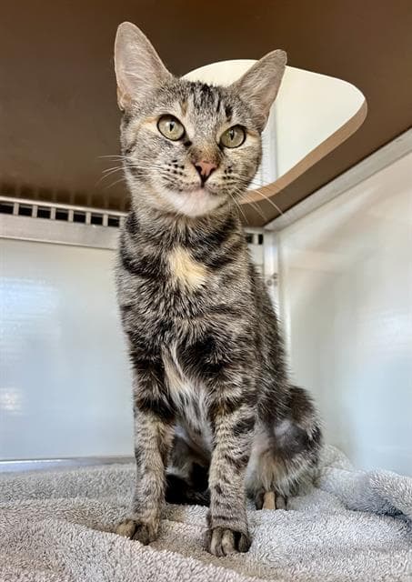 Miranda - Domestic Short Hair