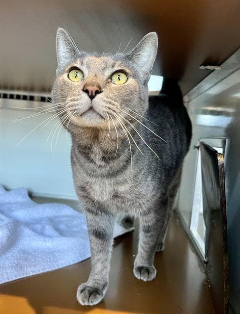 Happy - Domestic Short Hair