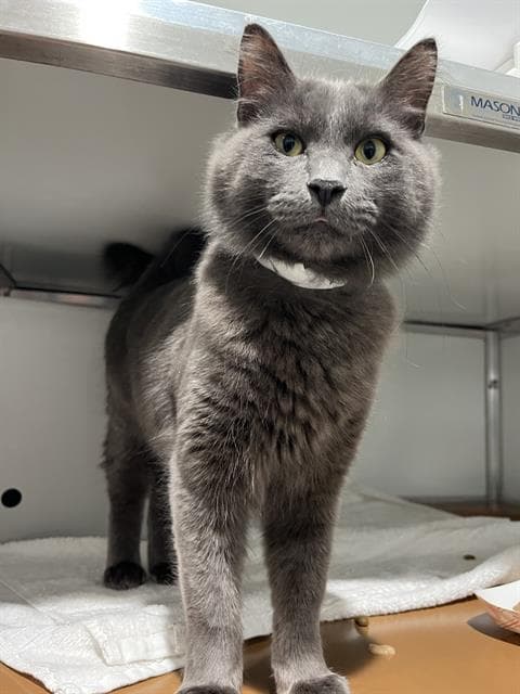 Cubby - Domestic Short Hair