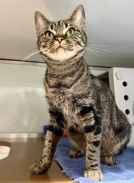 Calypso - Domestic Short Hair