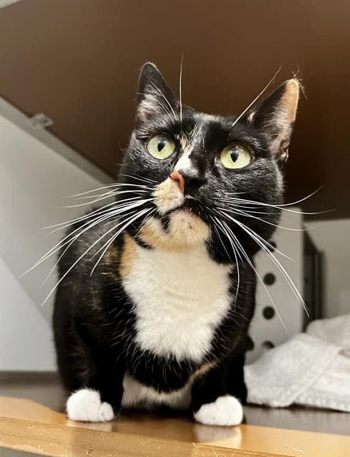Jojo - Domestic Short Hair
